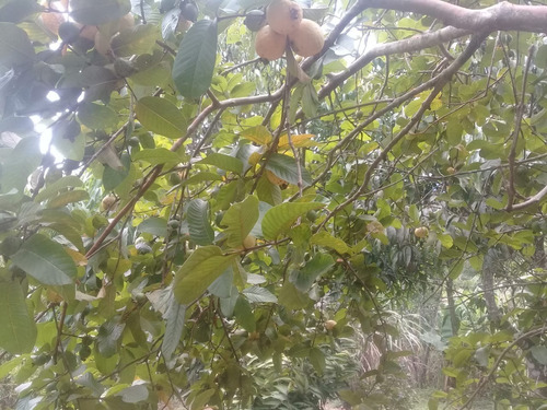 Imagem 25 de 28 de Sítio À Venda, 5 Quartos, 2 Suítes, 4 Vagas, Centro - São Roque/sp - 2308