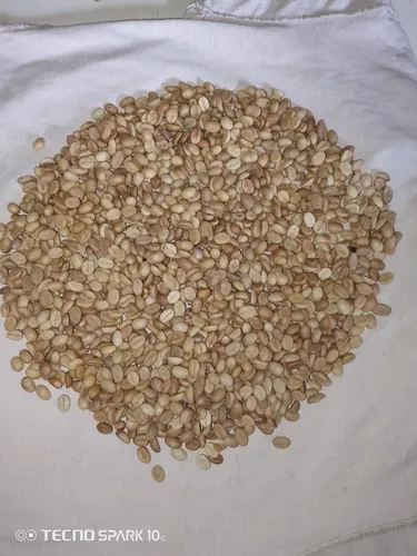 Semillas De Café Caturra