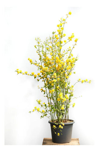 Rosa Japonesa, Mosqueta Amarilla ( Kerria Japónica)