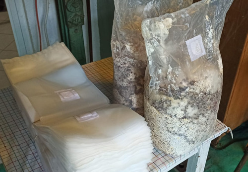 50 Bolsas Cultivo Hongos, Micelio/esterilizar Autoclave Y+