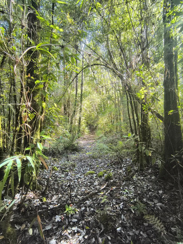 1 Hectárea En Chiloé - Bosque Renoval Cerca De Castro