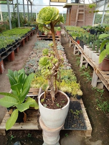 Aeonium Gigante - Maceta De Cemento