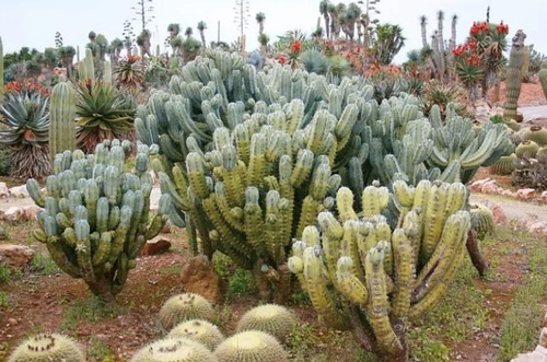 Myrtillocactus Geometrizans 250 Semillas Garambullo + Regalo