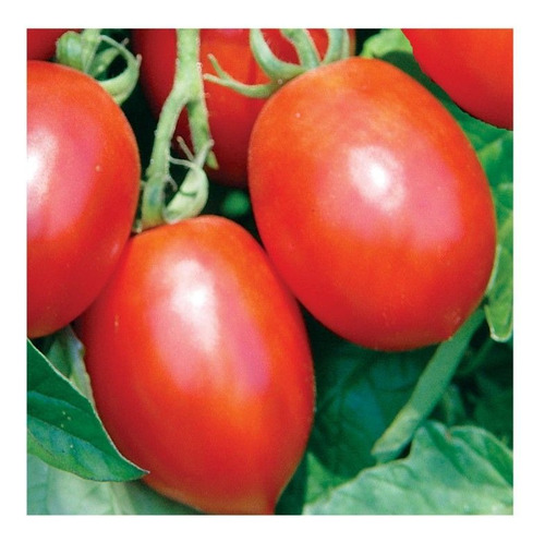 300 Semillas De Tomate Saladet