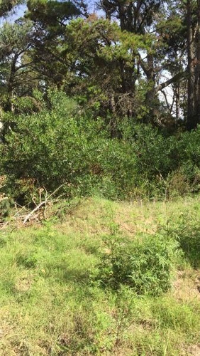 Imagen 2 de 3 de Lote | Punta Del Indio
