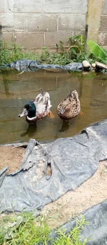 Pato Canadiense Par Puro (Usado)