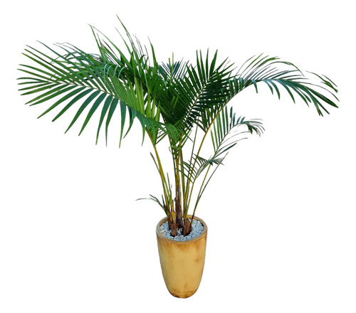 Palmera Areca C/maceta