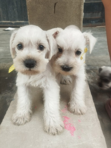 Cachorros Schnauzer Toy