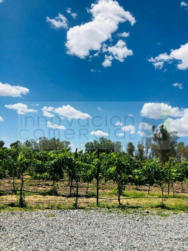 Imagen 2 de 24 de San Miguel De Allende, Terreno En Venta Dentro De Viñedo