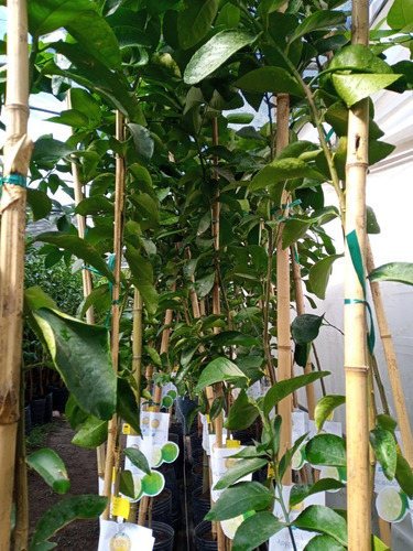Imagen 9 de 10 de Arbol De Lima Tahiti Grande Adulto 5 Años -