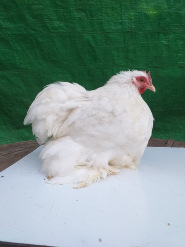 Imagen 3 de 9 de Huevos Fertiles . D .cochin Bantam Blanco Línea 100%europea