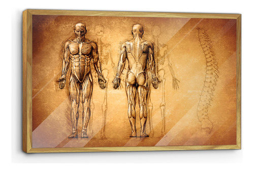 Marco De Madera Con Poster Cuerpos Anatomia 45x70cm