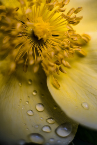 Imagem 5 de 9 de Lente Vivitar Macro 55mm F/2.8 Para Olympus Om (revisada)