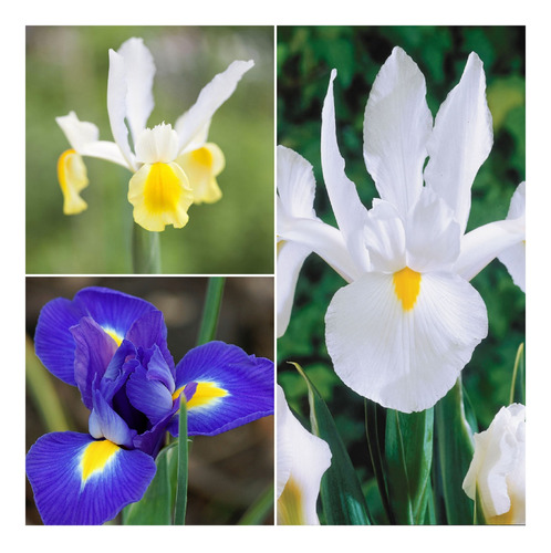 30 Bulbos De Iris Holándicos 