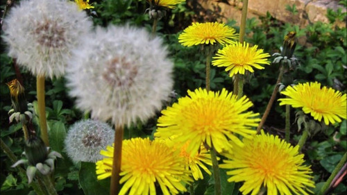 Tintura Madre De Diente De León (taraxacum Officinale)