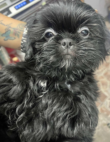 Shitzu Cachorro Macho