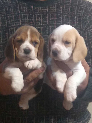Hermosos Cachorros De Beagle !