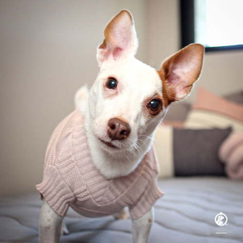 Roupa De Tricô Gola V Rosa Para Cachorro Médio - Xgg