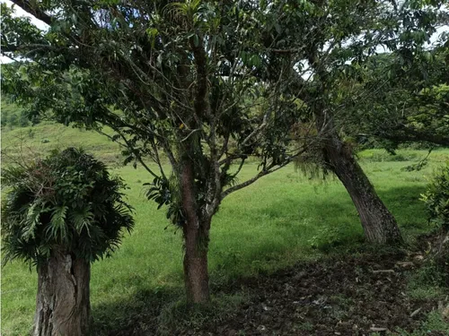 Se Vende Finca Vía Barragan - Rio Verde