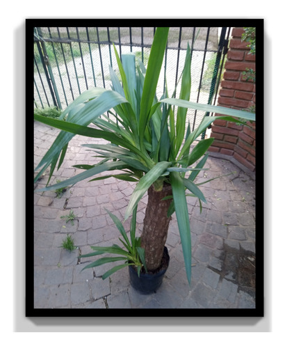Planta Yucca