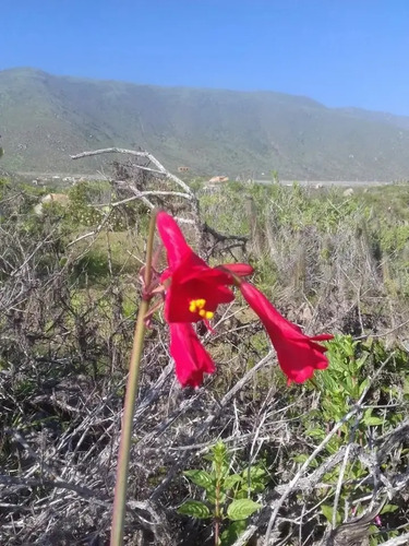 Terreno Arrayán Costero La Serena