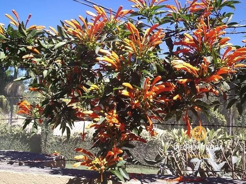 Imagem 6 de 15 de Chácara Á Venda Em Mairiporã Com 2.420 M² De Área Total - Ch05