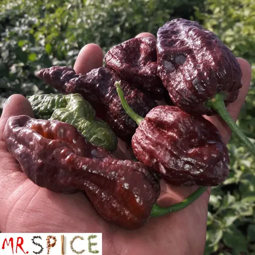 spicy gem 植木鉢 studs pot ver.TOM black Sementes De Pimenta Trinidad Scorpion Chocolate Hortas Vaso