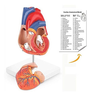 Modelo Anatomico De Corazon Humano | MercadoLibre ?