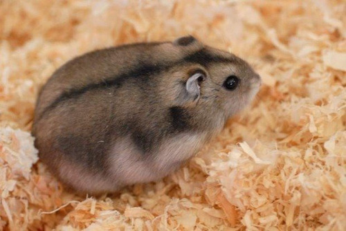 Hamster Anão Russo (filhote)