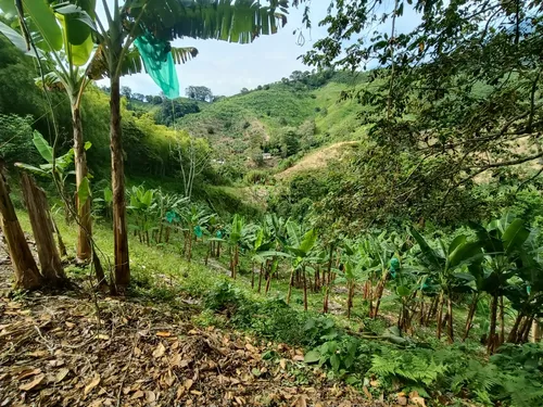Se Vende Finca Quebradanegra Calarcá Quindío