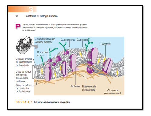 Anatomia Y Fisiologia Humana - Elaine N. Marieb (Usado)