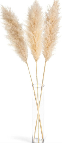 Colas De Zorro, Pampas Grass, Decoración, Naturales.