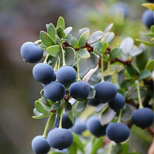Vinagre De Vino Blanco Con Calafate Sabor Gourmet Saludable