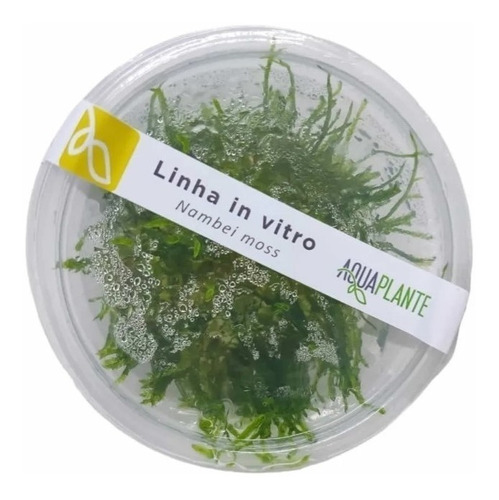 Musgo Nambei Moss - Vesicularia Sp. (in Vitro)