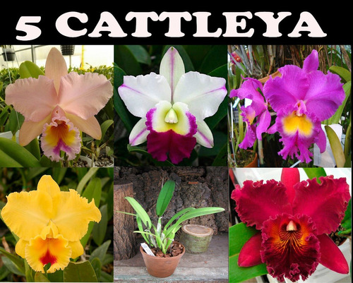 5 Cattleya Cores Variadas (adulta)