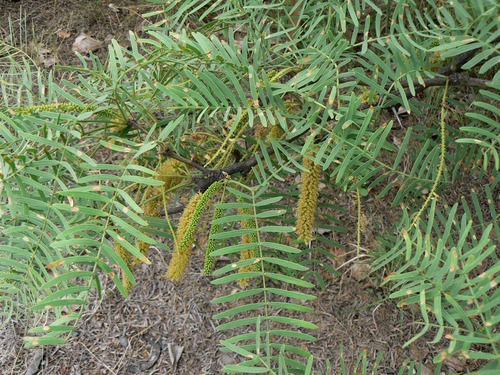 69 Semillas De Algarrobo Dulce (prosopis Flexuosa)