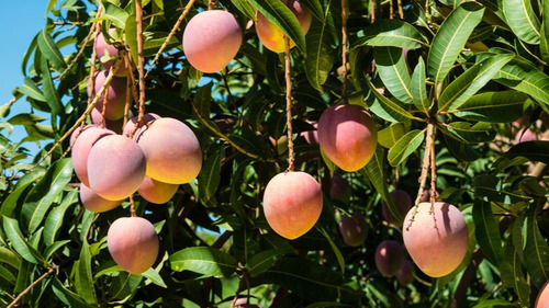 Mango Australiano