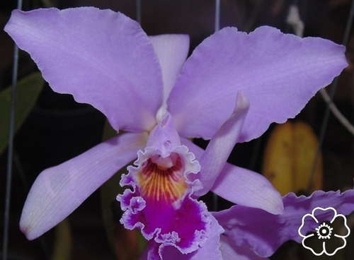 Cattleya Labiata Tipo A D - B S