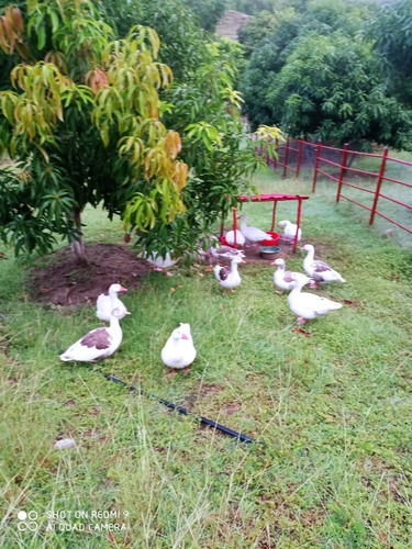 Imagen 23 de 28 de Finca El Ensueño, Ricaurte, Cundinamarca