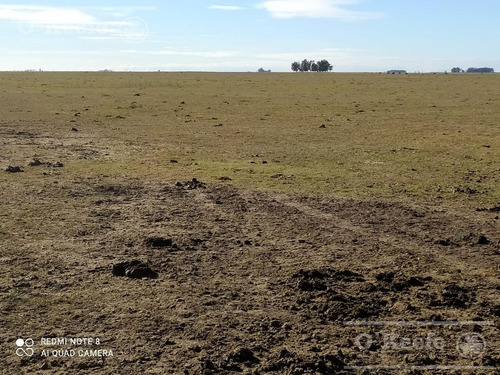 Imagen 7 de 21 de Dolores, 100 Has En Venta. Campo Ganadero Para Armar.