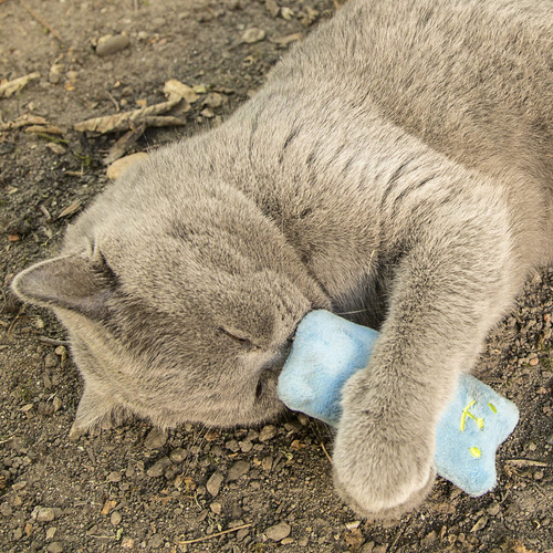 Juego De Almohadas Catnip Toy Pretty Kitty Cat Con 6 Juguete