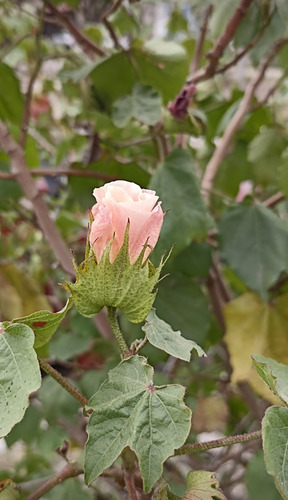 Gossypium Hirsutum, Algodón Mexicano, 10 Semillas, Nv