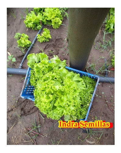200 Semillas Lechuga Crespa Tbr Linea Profesional