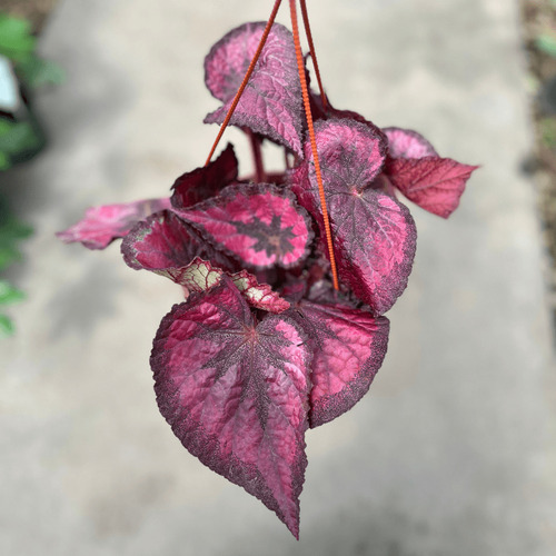 Begonia Rex Tenemos Variedad De Begonias