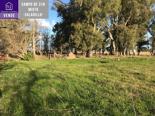Imagen 6 de 13 de Vendo Campo De 31 Ha