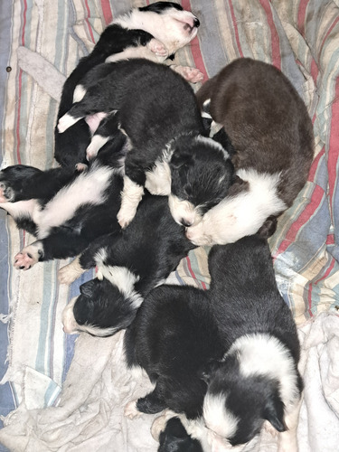Borden Collie