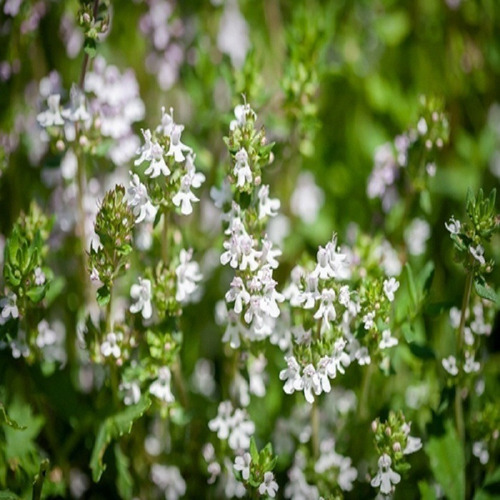 100 Sementes Tomilho/timo ** Thymus Vulgaris