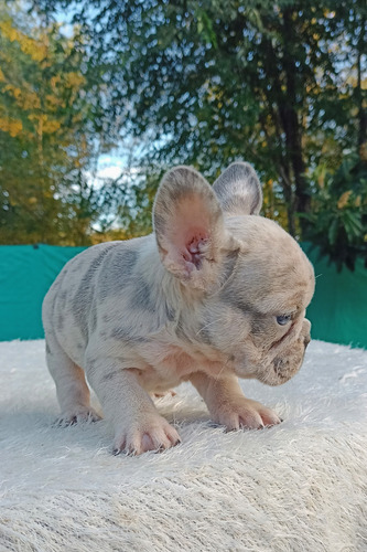 Bulldog Francés Hembrita Lilac Merle Cachorra Lilac Merle
