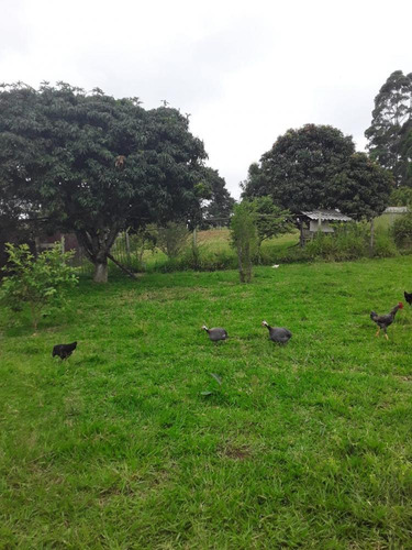 Imagem 1 de 23 de Terreno 1.600m² - Chácaras Monte Verde - São Roque Sp - Tr141053v