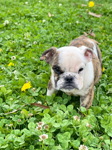 Imagen 4 de 7 de Cachorras Bulldog Inglés Puras Solo Hembras